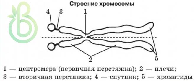 Строение Хромосомы. Двухмембранные структуры