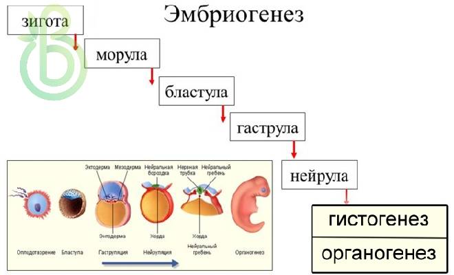 Эмбриогенез или эмбриональное (зародышевое) развитие. Бластуляция, гаструляция, гистогенез и органогенез