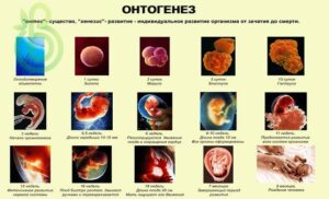 Этапы индивидуального развития (онтогенез) организмов