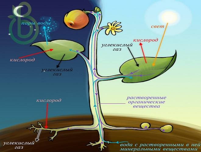 Темновая фаза фотосинтеза