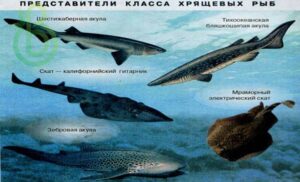 Класс Хрящевые Рыбы. Строение, размножение, разнообразие и значение Хрящевых Рыб. Надотряды: Акулы, Скаты и Химеры