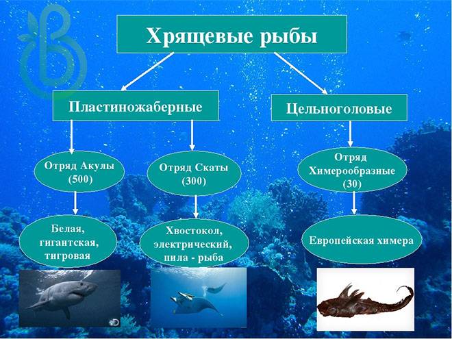Класс Хрящевые Рыбы. Строение, размножение, разнообразие и значение Хрящевых Рыб.Надотряды: Акулы, Скаты и Химеры
