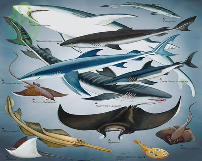 Класс Хрящевые Рыбы. Строение, размножение, разнообразие и значение Хрящевых Рыб.Надотряды: Акулы, Скаты и Химеры