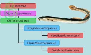 Класс Круглоротые. Строение, размножение, разнообразие и значение Круглоротых. Отряды Миноги и Миксины. Надкласс Рыбы