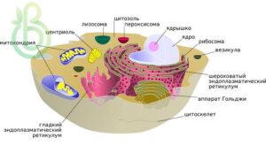 Надмембранные и подмембранные комплексы клеток. Цитоплазма и клеточные структуры цитоплазмы