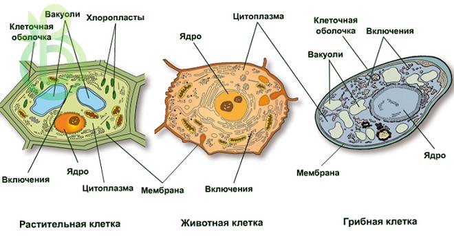 Отличия строения растительной и грибной клетки от животной