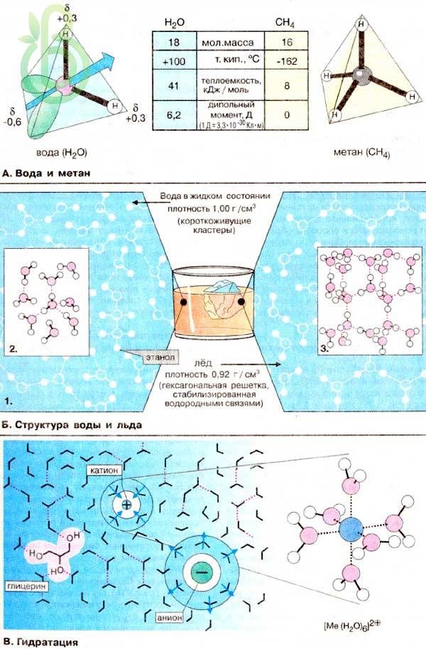 Неорганические соединения. Вода и ее свойства: плотность, форма, полярность, растворитель и теплоемкость