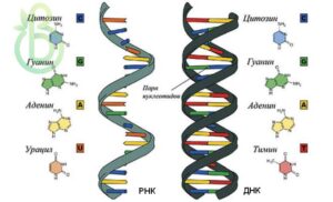 Нуклеотиды и Нуклеиновые кислоты: РНК и ДНК