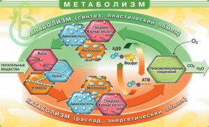 Обмен веществ (метаболизм) и превращение энергии в организме