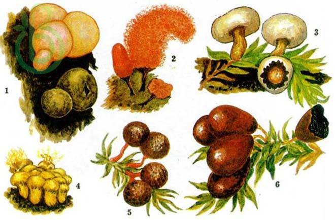 Общая характеристика царства грибы. Отдел слизевики и отдел грибы
