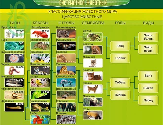 Общая характеристика царства животные и их значение