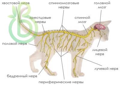 Нервная система кошки