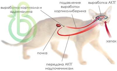 Эндокринная система кошки