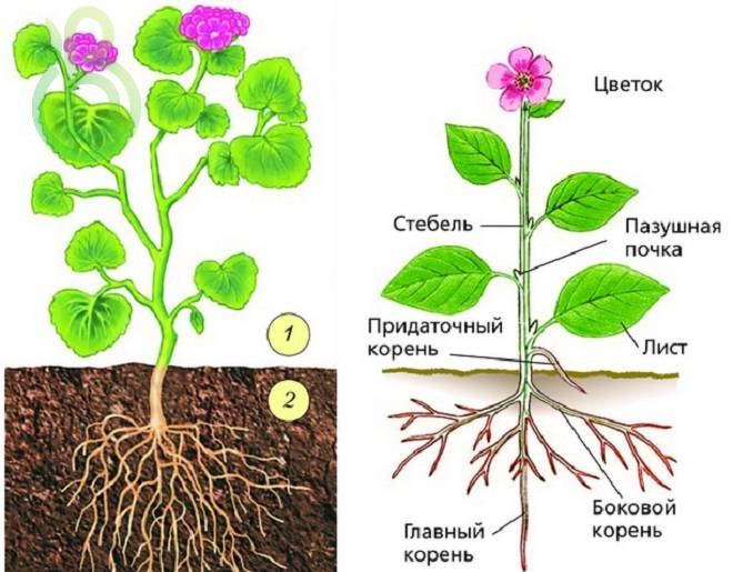 Виды корней у растений
