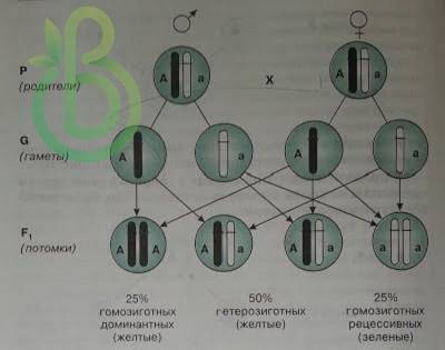 Образование «чистых» гамет