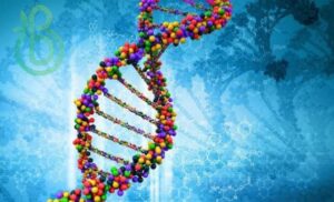 Понятие о гене. Структурные и регуляторные гены. Геномы и спейсеры