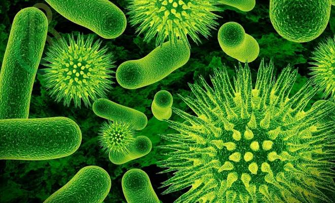 Распространение и значение бактерий в природе