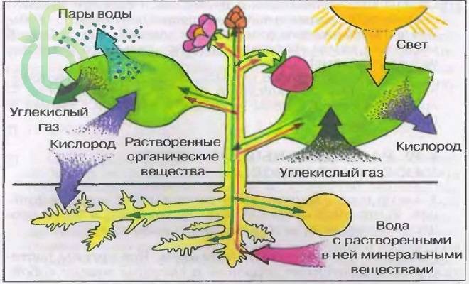 Обмен веществ растений урок. Растение целостный организм биосистема. Схема растение биологическая система. Взаимосвязь органов растения. Взаимосвязь частей растения.