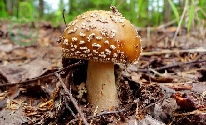 Разнообразие грибов: низшие грибы, высшие грибы и шляпочные грибы