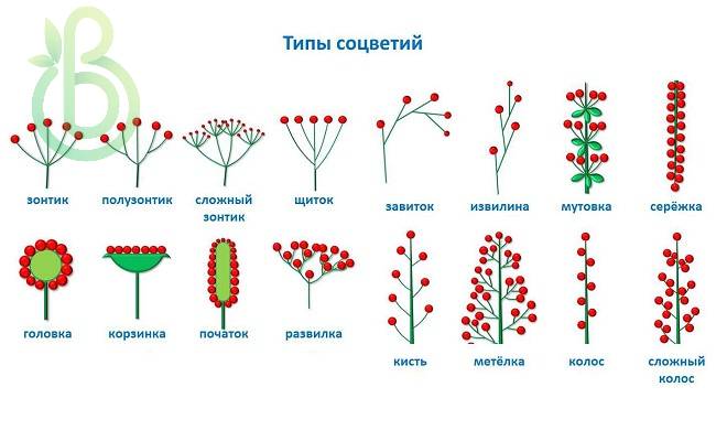Простые цветки биология. Схема типов соцветий. Схема строения соцветия. Схемы соцветий 6 класс биология. Простые и сложные соцветия примеры растений.