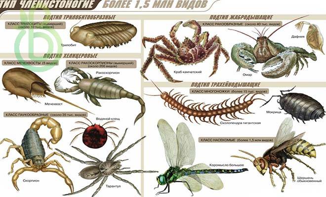 Ракообразные паукообразные насекомые конечности. Тип Членистоногие. Членистоногие строение. Тип Членистоногие класс насекомые. Тип Членистоногие ракообразные насекомые.