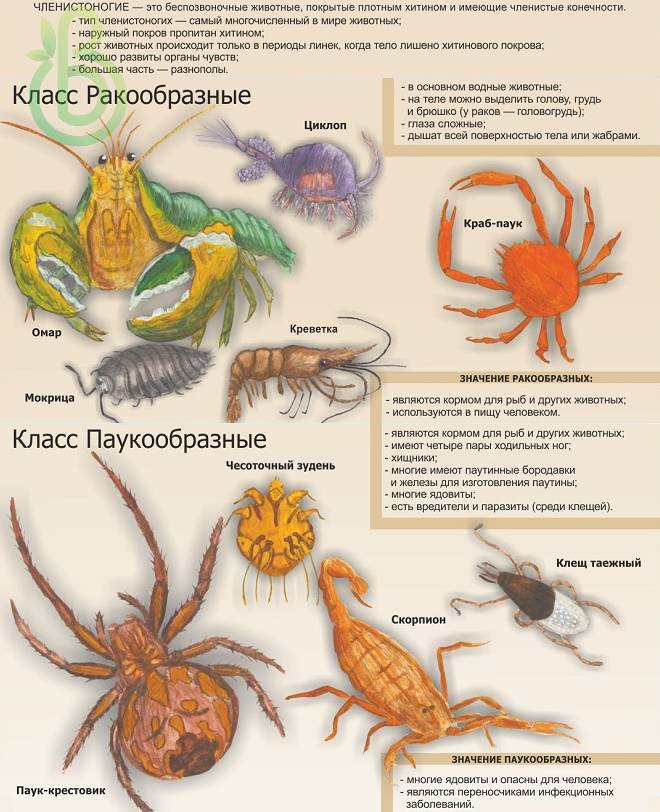 Ракообразные паукообразные насекомые конечности. Класс членистоногих. Беспозвоночные животные Членистоногие. Тип Членистоногие класс ракообразные. Развитие членистоногих.