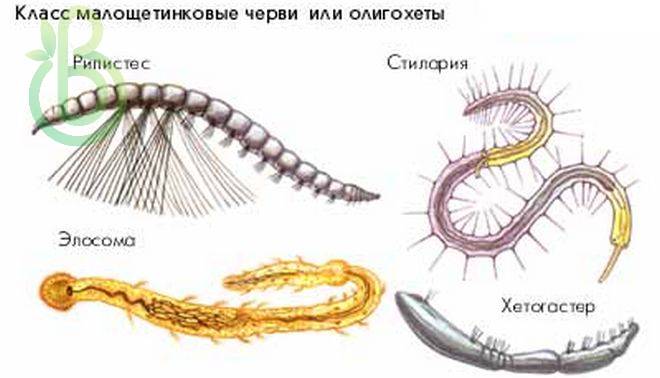 Тип кольчатые черви. Общая характеристика, строение, размножение, разнообразие и значение кольчатых червей
