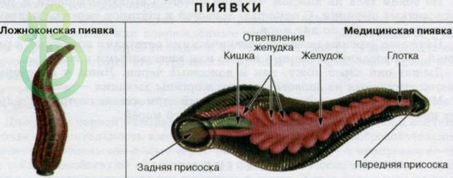 Тип кольчатые черви. Общая характеристика, строение, размножение, разнообразие и значение кольчатых червей