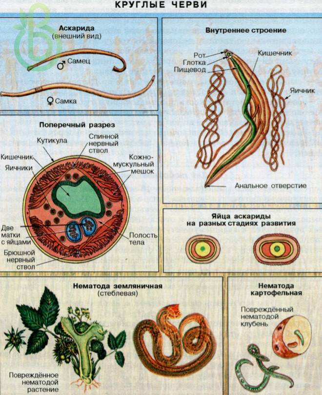 Тип круглые черви. Общая характеристика, строение, размножение, разнообразие и значение круглых червей