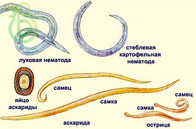 Тип круглые черви. Общая характеристика, строение, размножение, разнообразие и значение круглых червей