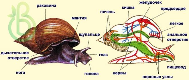 Тип моллюски или мягкотелые. Общая характеристика, строение, размножение, разнообразие и значение моллюсков