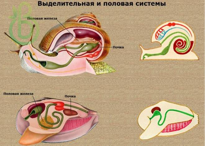 Тип моллюски или мягкотелые. Общая характеристика, строение, размножение, разнообразие и значение моллюсков