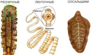 Тип плоские черви. Общая характеристика, строение, размножение, разнообразие и значение плоских червей