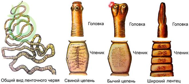 Тип плоские черви. Общая характеристика, строение, размножение, разнообразие и значение плоских червей