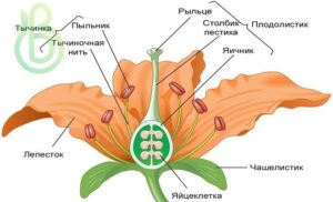 Цветок. Строение цветка и семенного зачатка. Формула и диаграмма цветка