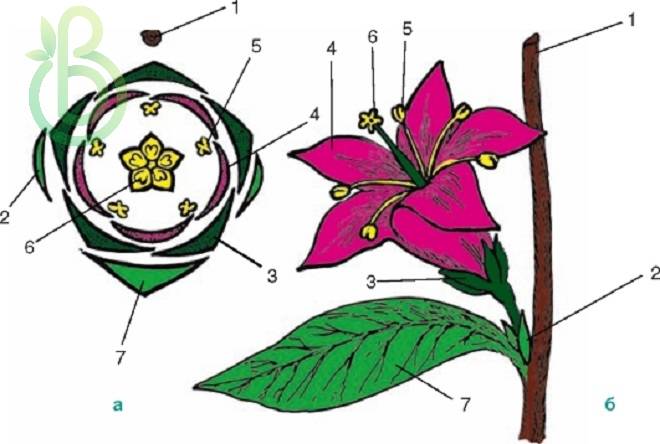 Формула и диаграмма цветка
