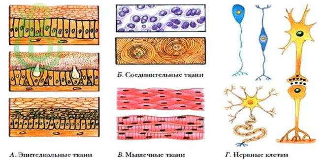 Уровни организации живого: молекулярный, клеточный, органно-тканевой, организменный, популяционно-видовой, экосистемный и биосферный