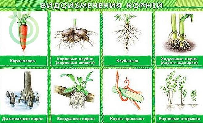 Видоизменения корня. Питание растений. Почва и ее значение в жизни растений