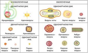 Вирусы. Классификация вирусов. Типы взаимодействия клеток и вирусов