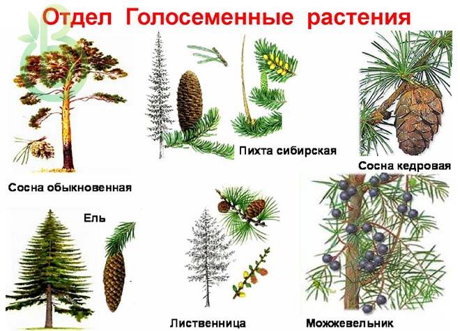 Высшие семенные растения. Общая характеристика. Отдел голосеменные и отдел покрытосеменные