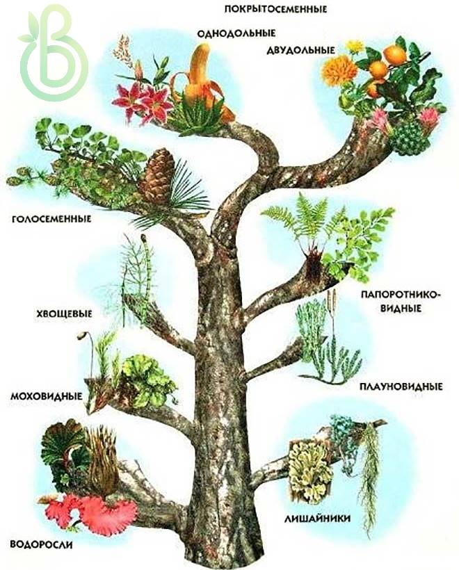 Высшие семенные растения. Общая характеристика. Отдел голосеменные и отдел покрытосеменные